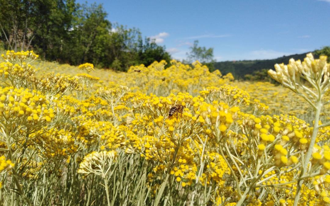 Objavljena je znanstvena monografija »Laški smilj Helichrysum italicum (Roth) G. Don«